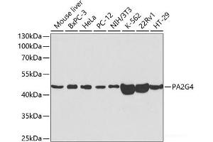 Western blot analysis of extracts of various cell lines using PA2G4 Polyclonal Antibody at dilution of 1:1000. (PA2G4 Antikörper)