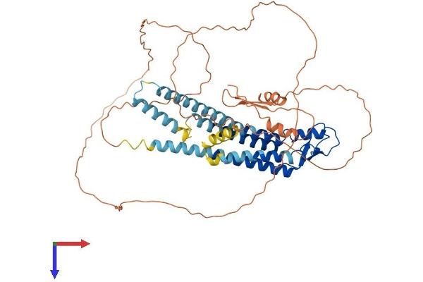 GJa10 Protein (AA 1-543) (His tag)