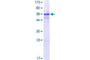 Image no. 1 for CD300a (CD300A) (AA 1-299) protein (GST tag) (ABIN1348601)