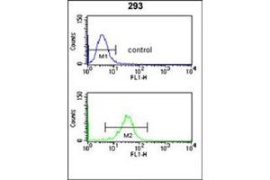 Flow cytometry analysis of 293 cells using NUP153 Antibody (N-term) Cat. (NUP153 Antikörper  (N-Term))