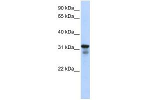 WB Suggested Anti-LAPTM4B Antibody Titration:  0. (LAPTM4B Antikörper  (Middle Region))