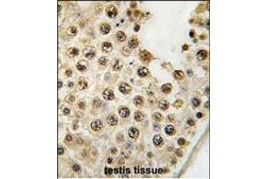 Formalin-fixed and paraffin-embedded human testis tissue reacted with DUSP10 Antibody (N-term) (ABIN392871 and ABIN2842282) , which was peroxidase-conjugated to the secondary antibody, followed by DAB staining. (DUSP10 Antikörper  (N-Term))