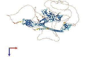 RIMBP2 Protein (AA 1-1052) (His tag)