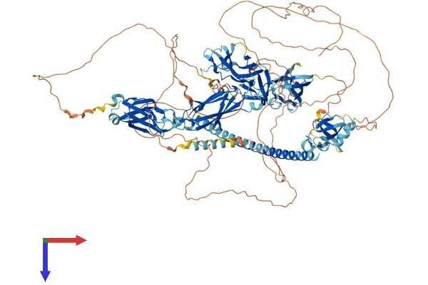 RIMBP2 Protein (AA 1-1052) (His tag)