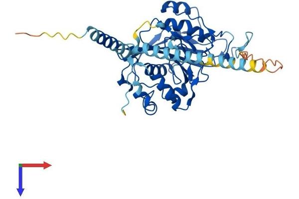 B4GALT5 Protein (AA 1-388) (His tag)