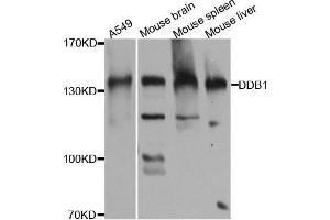 Western blot analysis of extracts of various cell lines, using DDB1 antibody. (DDB1 Antikörper)