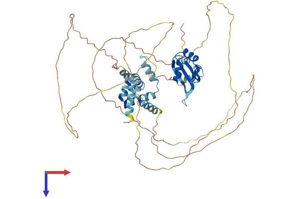 CSTF2 Protein (AA 1-577) (His tag)