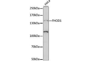 Western blot analysis of extracts of HeLa cells, using FHOD1 antibody (ABIN6293235) at 1:1000 dilution.