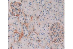 Used in DAB staining on fromalin fixed paraffin- embedded kidney tissue (CAMLG Antikörper  (AA 1-188))
