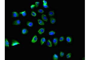 Immunofluorescence (IF) image for anti-Prostaglandin E Receptor 3 (Subtype EP3) (PTGER3) (AA 1-49) antibody (ABIN7164854)