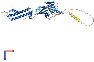 Kir2.2 Protein (AA 1-433) (His tag)