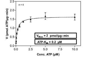 Image no. 2 for Casein Kinase 2, alpha Prime Polypeptide (CSNK2A2) (AA 1-350) (Active) protein (His-GST) (ABIN5570490)
