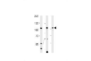 TFIP11 Antibody (N-term) (ABIN1881879 and ABIN2838979) western blot analysis in Hela,K562 cell line and rat spleen tissue lysates (35 μg/lane).