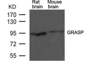 Western blot analysis of extracts from rat brain and mouse brain tissue using GRASP Antibody (GRIPAP1 Antikörper  (AA 814-818))