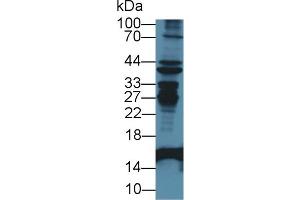 Western blot analysis of Mouse Liver lysate, using Rabbit Anti-Mouse FABP2 Antibody (1 µg/ml) and HRP-conjugated Goat Anti-Rabbit antibody (abx400043, 0. (FABP2 Antikörper  (AA 2-132))