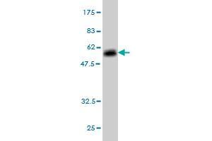 Western Blot detection against Immunogen (53. (Elastase 3A Antikörper  (AA 16-270))