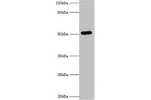Western blot All lanes: BAG5 antibody at 1 μg/mL + A549 whole cell lysate Secondary Goat polyclonal to rabbit IgG at 1/10000 dilution Predicted band size: 52, 57 kDa Observed band size: 52 kDa (BAG5 Antikörper  (AA 198-447))