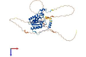 TDG Protein (AA 1-410) (His tag)