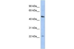 Western Blotting (WB) image for anti-Chromosome 12 Open Reading Frame 50 (C12ORF50) antibody (ABIN2463924)