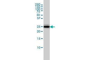 Image no. 3 for anti-Regulator of G-Protein Signaling 2 (RGS2) (AA 111-211) antibody (ABIN465968) (RGS2 Antikörper  (AA 111-211))