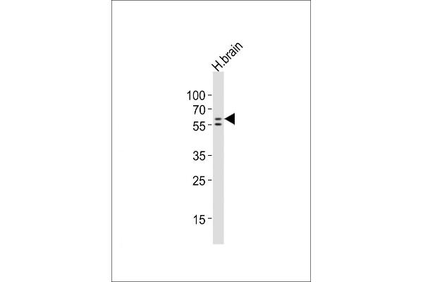 NAC1 antibody  (AA 324-358)