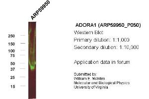 Western Blotting (WB) image for anti-Adenosine A1 Receptor (ADORA1) (C-Term) antibody (ABIN617229) (ADORA1 Antikörper  (C-Term))