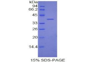 SDS-PAGE analysis of Dog Apolipoprotein C1 Protein.