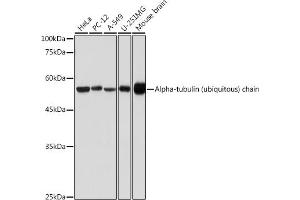 Western blot analysis of extracts of various cell lines, using Alpha-tubulin (ubiquitous) chain antibody (ABIN7271033) at 1:500 dilution. (TUBA1B Antikörper  (AA 1-451))
