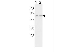 Western blot analysis of CYP7A1 Antibody in K562(lane 1), HepG2(lane 2) cell line lysates (35ug/lane) (CYP7A1 Antikörper  (C-Term))
