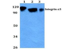 Western blot (WB) analysis of CD49c / ITGA3 Antibody at 1/500 dilution. (ITGA3 Antikörper)