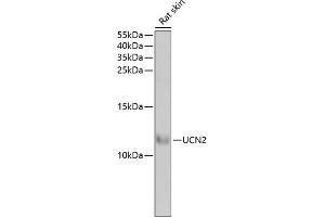 Western blot analysis of extracts of rat skin, using UCN2 antibody (ABIN6129579, ABIN6149881, ABIN6149882 and ABIN6222147) at 1:1000 dilution. (Urocortin 2 Antikörper  (AA 20-112))