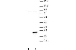 Histone H3 phospho Thr11 pAb tested by Western blot. (Histone 3 Antikörper  (pThr11))