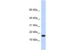 Western Blotting (WB) image for anti-Egl-9 Family Hypoxia Inducible Factor 2 (EGLN2) antibody (ABIN2458111) (PHD1 Antikörper)