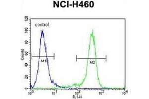 Flow cytometric analysis of NCI-H460 cells using Nibrin Antibody (C-term) Cat. (Nibrin Antikörper  (C-Term))