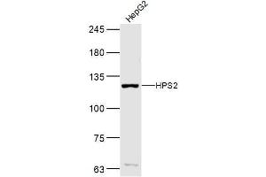 Western Blotting (WB) image for anti-Adaptor-Related Protein Complex 3, beta 1 Subunit (AP3B1) (AA 1-100) antibody (ABIN5675258)