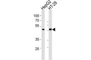 Western Blotting (WB) image for anti-SMAD, Mothers Against DPP Homolog 6 (SMAD6) antibody (ABIN3002311) (SMAD6 Antikörper)