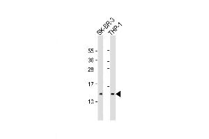 Western Blot at 1:2000 dilution Lane 1: SK-BR-3 whole cell lysate Lane 2: THP-1 whole cell lysate Lysates/proteins at 20 ug per lane.