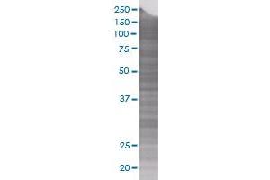 CD47 transfected lysate. (CD47 293T Cell Transient Overexpression Lysate(Denatured))