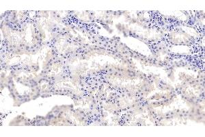 Detection of ANXA3 in Human Kidney Tissue using Monoclonal Antibody to Annexin A3 (ANXA3) (Annexin A3 Antikörper  (AA 2-323))