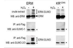 COS-7 cells were transfected for 24 hrs with a plasmid expressing FLAG-ERM (left panels) or FLAG-ERM K (right panels). (SUMO1 Antikörper  (C-Term))