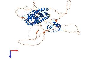 Estrogen Receptor alpha Protein (AA 1-599) (His tag)