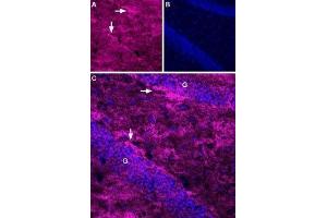 Expression of EAAT2 in rat hippocampus - Immunohistochemical staining of perfusion-fixed frozen rat hippocampus sections using Anti-EAAT2 (GLT-1) (extracellular)-ATTO Fluor-633 Antibody (ABIN7043661), (1:50).
