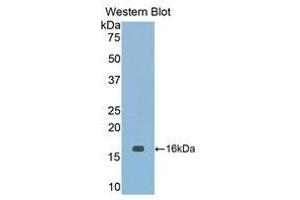 Western Blotting (WB) image for anti-Nitric Oxide Synthase 1, Neuronal (NOS1) (AA 1213-1337) antibody (ABIN1860029)