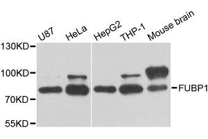 Western blot analysis of extracts of various cell lines, using FUBP1 antibody.