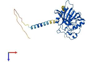 B4GALT7 Protein (AA 1-327) (His tag)