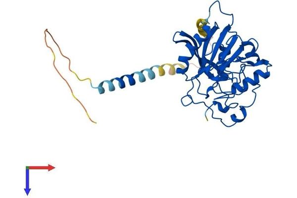 B4GALT7 Protein (AA 1-327) (His tag)