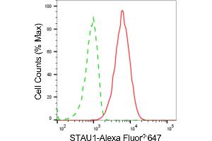 Flow cytometric analysis of STAU1 expression in HT- cells using STAU1antibody (ABIN7800434), 1:2,000). (Rekombinanter STAU1/Staufen Antikörper)