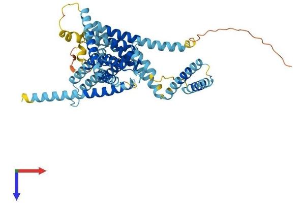 LMBR1 Protein (AA 1-490) (His tag)