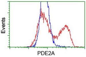 HEK293T cells transfected with either RC207219 overexpress plasmid (Red) or empty vector control plasmid (Blue) were immunostained by anti-PDE2A antibody (ABIN2454148), and then analyzed by flow cytometry. (PDE2A Antikörper)