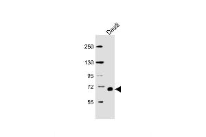 Lane 1: Daudi Cell lysates, probed with RELB (1684CT450. (RELB Antikörper)